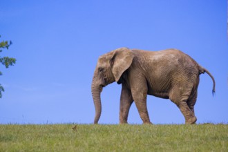 An adult female African elephant (Loxodonta africana) stands on a meadow with tall grass, eating it