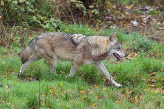 An adult male grey wolf (Canis lupus lupus) runs across a leaf covered meadow at the edge of the