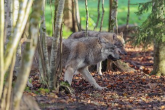 A pack of grey wolves (Canis lupus lupus) run along the edge of a forest on an overcast day