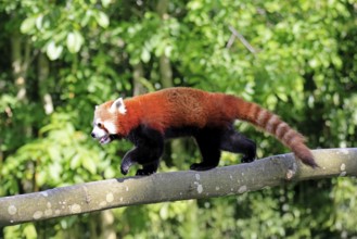 Western Red panda Ailurus fulgens), adult, on tree trunk, running, captive, Himalayas, Central Asia