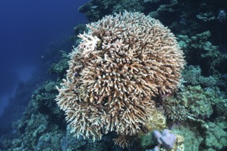 Large, branching coral formation, Low staghorn coral (Acropora humilis), protruding into the deep