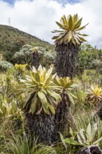 Espeletia Pycnophylla, Paramo de Gabriel Lopez, Totoro, Cauca, Colombia, South America