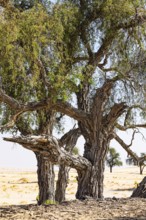 Trees with gnarled bark in a sandy plain of the Rub al Khali desert, Dhofar province, Arabian