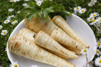 Swabian cuisine, raw parsley root for the preparation of parsley root and mashed potatoes for sour