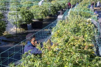 Paw Paw, Michigan, Migrant farmworkers harvest cannabis at Grasshopper Farms