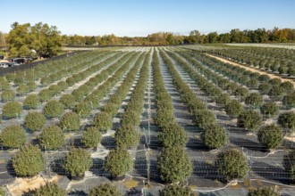 Paw Paw, Michigan, Grasshopper Farms, a large outdoor cannabis grower in west Michigan