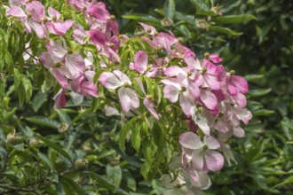 Flowering dogwood (Cornus), Münsterland, North Rhine-Westphalia, Germany, Europe