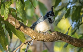 White-throated Magpie-Jay(Cyanocorax formosus) on branch, Costa Rica, Central America