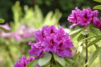 Rhododendron flowers (Rhododendron Homer), red flowers, in a garden, Wilnsdorf, North