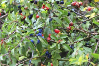 Sloes, rose hips, September, Mecklenburg-Western Pomerania, Germany, Europe