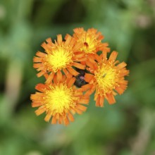 Orange hawkweed, orange-red hawkweed (Hieracium aurantiacum), flower on a rough meadow, close-up,