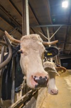 Cow with horns in the barn with artificial lighting in dark surroundings, Haselstaller Hof,