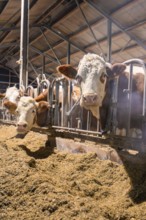 Several brown and white cows standing behind bars in a barn and eating hay, Haselstaller Hof,