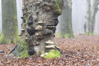 Old copper beeches (Fagus sylvatica) with tinder fungus (Fomes fomentarius) in the fog, Emsland,