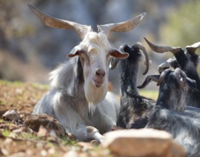 Domestic goats (Capra aegagrus hircus), Peloponnese, Greece, Europe