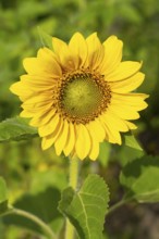 Sunflower (Helianthus annuus), North Rhine-Westphalia, Germany, Europe