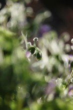 Upright widow's tear, September, Germany, Europe