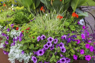 Mixed plants including purple, pink Petunias, Artemisia, Mugwort, red Pelargonium, Geranium flowers