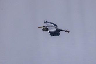 A grey heron flies through a silent, grey scenery, Grey heron, (Ardea cinerea), wildlife, Germany,