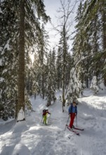 Two ski tourers in a snowy forest, ascent to Simetsberg, Estergebirge, Bavarian Prealps, Bavaria