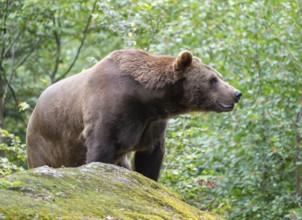 Brown bear (Ursus arctos) standing on a rock and looking attentively, captive, Bavarian Forest