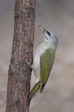 Grey-headed Woodpecker (Picus canus), Bitburg, Rhineland-Palatinate, Germany, Europe