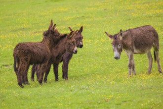 Three mixed breed donkey foals walk side by side to a bad tempered adult female donkey in a paddock