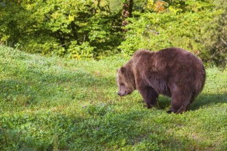 An adult female brown bear (Ursus arctos arctos) stands on a green meadow