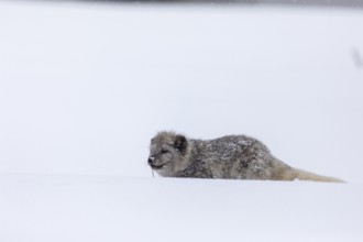 One arctic fox (Vulpes lagopus), (white fox, polar fox, or snow fox) running over a snow covered