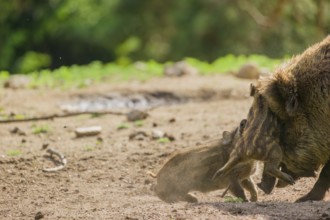 Two Wild boar (Sus scrofa) piglets play on a clearing