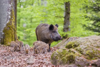 Wild boar (Sus scrofa), adults and piglets, forage for food on the forest floor