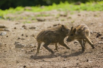 Two Wild boar (Sus scrofa) piglets play on a clearing