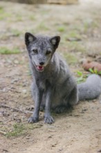 Portrait of a young arctic fox (Vulpes lagopus), (white fox, polar fox, or snow fox) that sits on