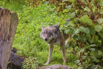 A eurasian gray wolf (Canis lupus lupus) stands on hilly terrain between a dead tree and a bush,