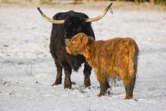 A highland cow (Bos primigenius taurus) grooms her calf on a snow-covered pasture at the edge of