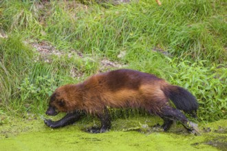 A wolverine, (Gulo gulo), stands in the water of a small pond, covered with duckweed