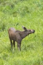 Moose (Alces alces) calf standing on a wet meadow. Green grass around