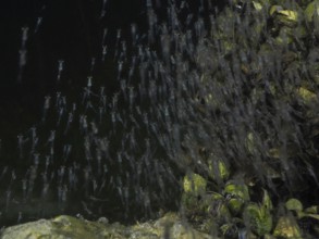 Shrimp swarm of Danube shrimp (Limnomysis benedeni), floating shrimp, passing underwater plants at