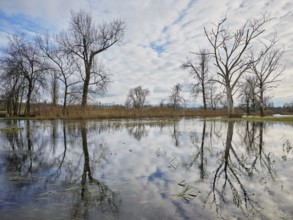 Trees standing in the flooded Lorze, Maschwanden, Canton Zurich, Switzerland, Europe