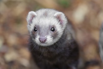 Portrait of a young ferret (Mustela putorius furo)