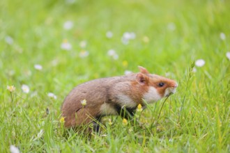 A European hamster (Cricetus cricetus), Eurasian hamster, black-bellied hamster or common hamster,