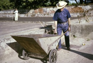 Farmer with a large metal wheelbarrow harvesting coffee on the farm, Fazenda Sant' Anna, Campinas,