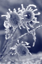 Wild teasel (Dipsacus fullonum), dried inflorescences with hoarfrost, monochrome North