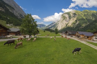 Cows grazing between the huts of the Eng-Alm, Eng-Alm, Karwendel Mountains, Tyrol, Austria, Europe