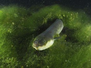 A European eel (Anguilla anguilla) swimming through green algae at night, dive site Zollbrücke,