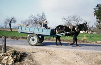 Man riding a horse and cart in a rural area in Portugal, 1980s unknown location