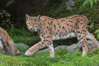 A Eurasian lynx (Lynx lynx) runs across a meadow