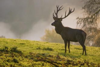 A red deer stag (Cervus elaphus) stands backlit on a meadow. Early morning light with a forest in