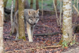 A young grey wolf (Canis lupus lupus) stands in the forest on an overcast day