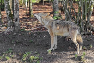 A female grey wolf (Canis lupus lupus) stands howling in a forest on a sunny day